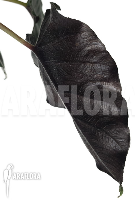 Alocasia chienlii &lsquo;antoro velvet&rsquo;