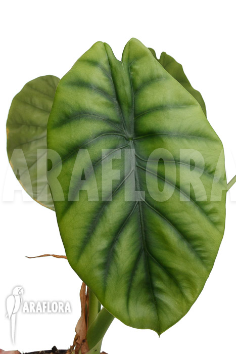 Alocasia clypeolata &lsquo;Green Shield&rsquo;
