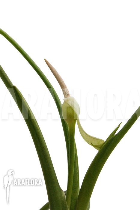 Alocasia clypeolata &lsquo;Green Shield&rsquo;