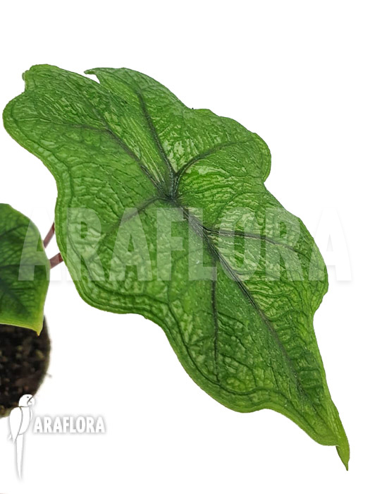 Alocasia jacklyn D. groen