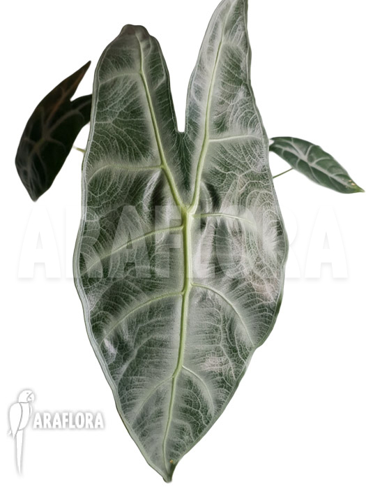 Alocasia longiloba &lsquo;Silver&rsquo;