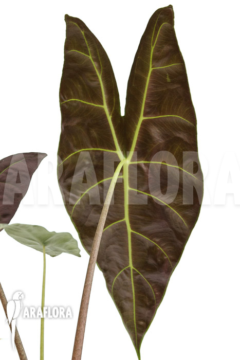 Alocasia longiloba &lsquo;Silver&rsquo;