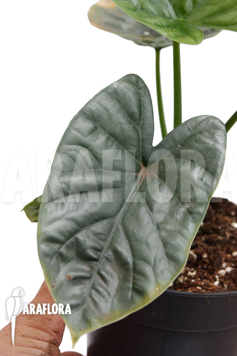 Alocasia &lsquo;Lukiwan-Lucky One&rsquo;