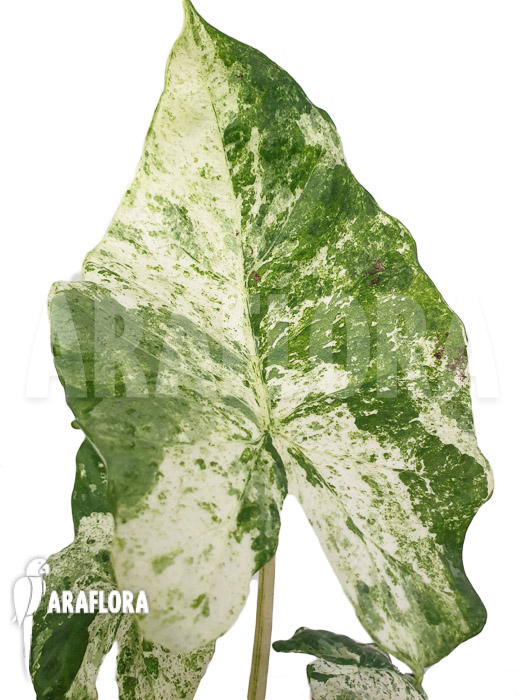 Alocasia macrorrhizos &lsquo;Splash&rsquo;