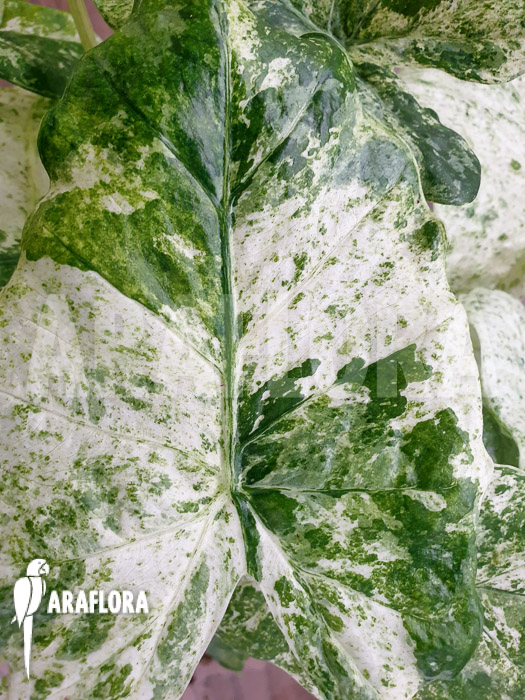 Alocasia macrorrhizos &lsquo;Splash&rsquo;