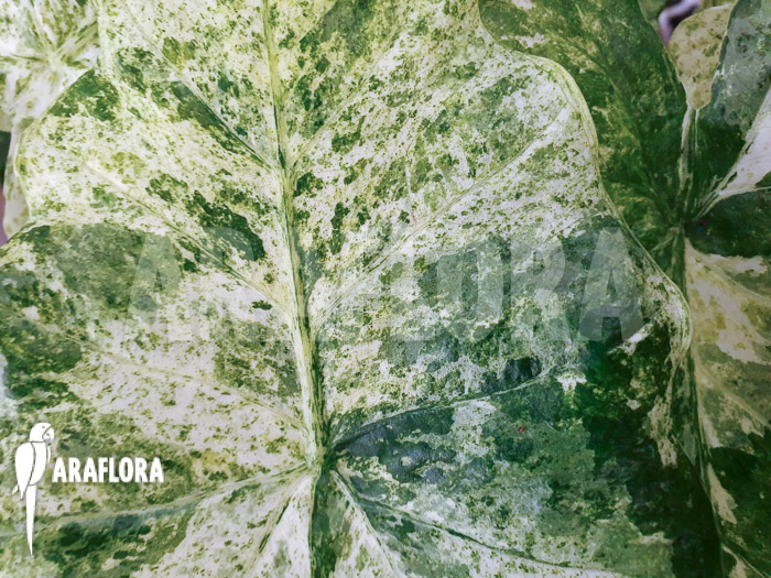 Alocasia macrorrhizos &lsquo;Splash&rsquo;