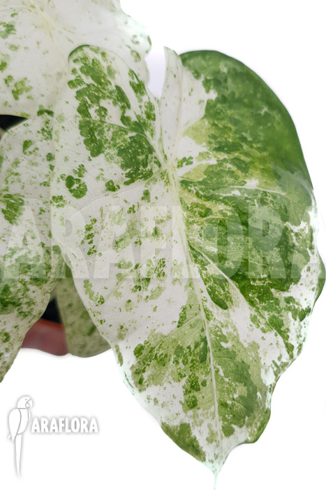 Alocasia macrorrhizos &lsquo;Splash&rsquo; &lsquo;M&rsquo;