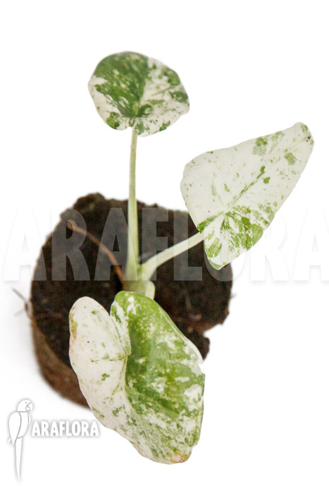 Alocasia odora &lsquo;Batik&rsquo;