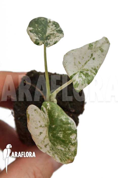 Alocasia odora &lsquo;Batik&rsquo;