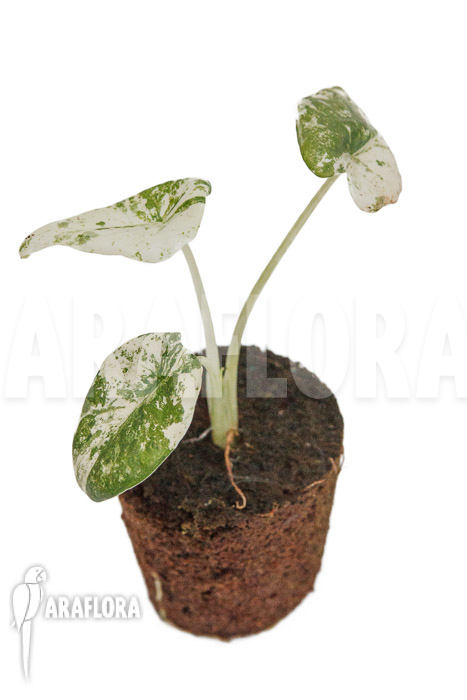 Alocasia odora &lsquo;Batik&rsquo;