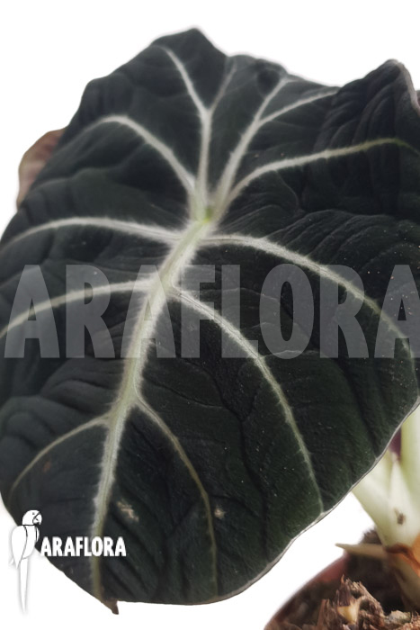 Alocasia reginula &lsquo;Black Velvet&rsquo; 2
