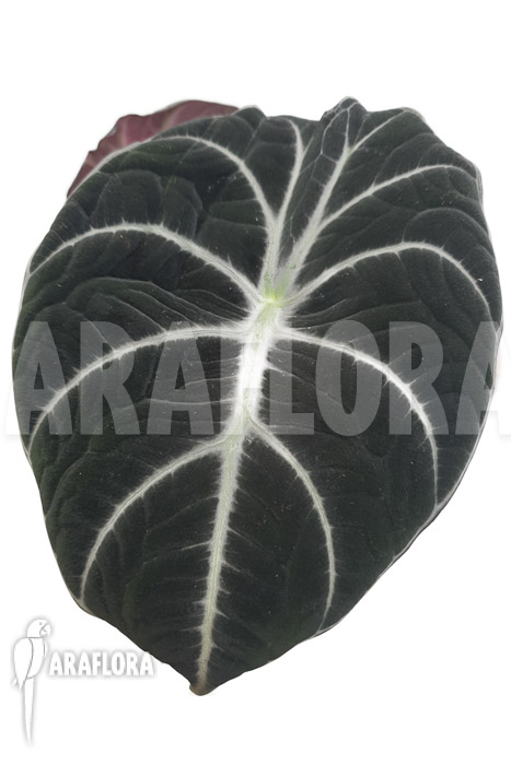 Alocasia reginula &lsquo;Black Velvet&rsquo;