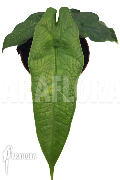 Alocasia sulawesi &lsquo;Green carpet&rsquo;