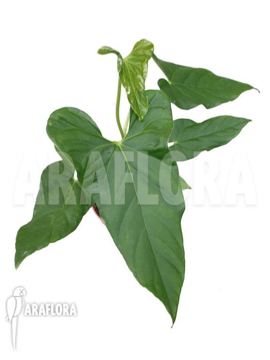 Anthurium balaloanum