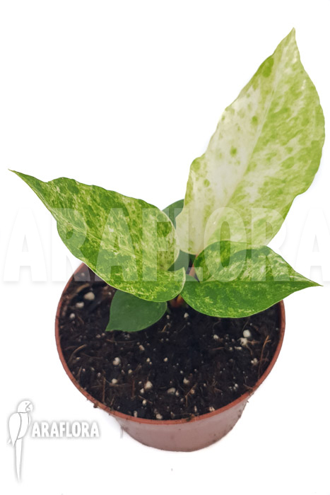 Anthurium bonplandii variegata