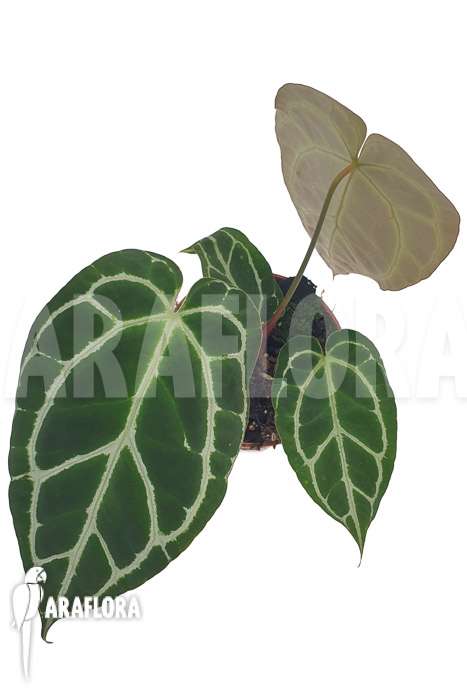 Anthurium chrystallinum