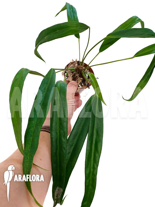 Anthurium friedrichsthalii