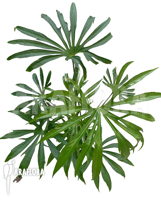 Anthurium pedatoradiatum &lsquo;XL&rsquo;