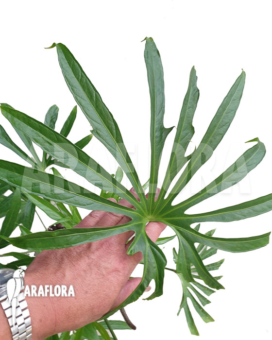 Anthurium pedatoradiatum &lsquo;XL&rsquo;