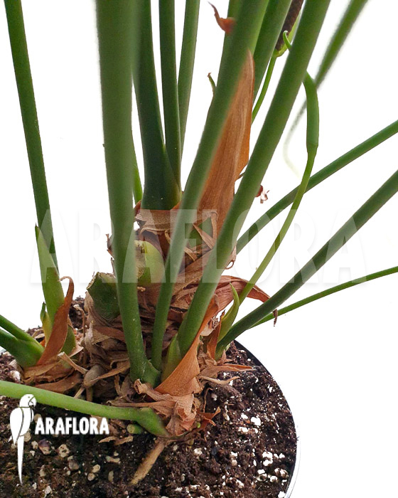 Anthurium pedatoradiatum &lsquo;XL&rsquo;