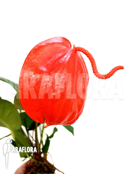 Anthurium scherzerianum &lsquo;Large&rsquo;