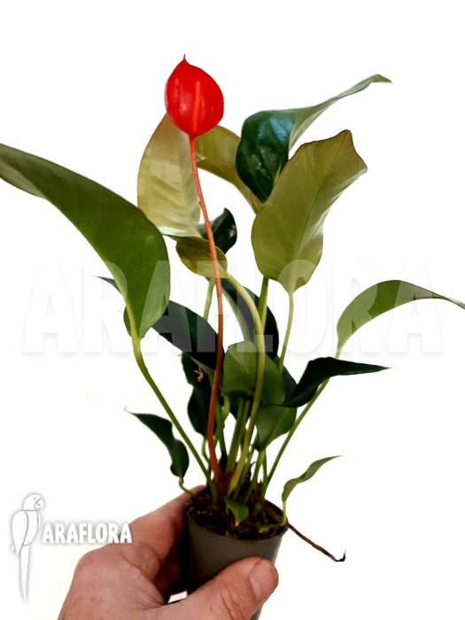 Anthurium scherzerianum ‘Small’