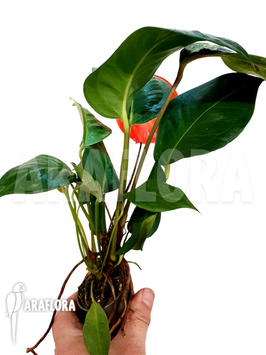 Anthurium scherzerianum ‘Small’