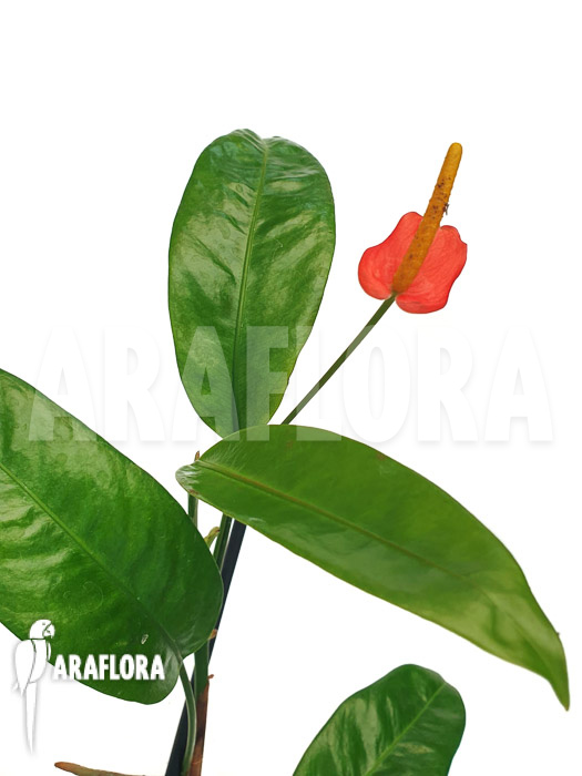 Anthurium vanderknaapii
