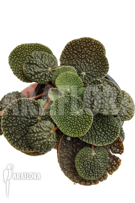 Begonia bullatifolia