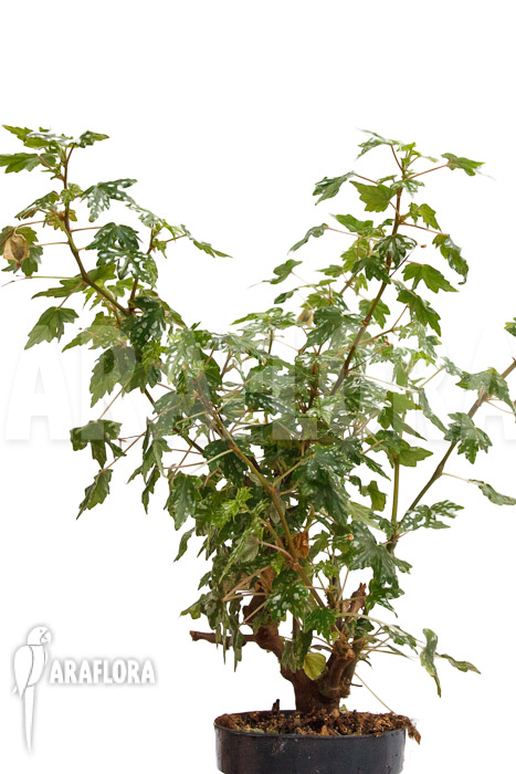 Begonia dregei ssp shepherdii