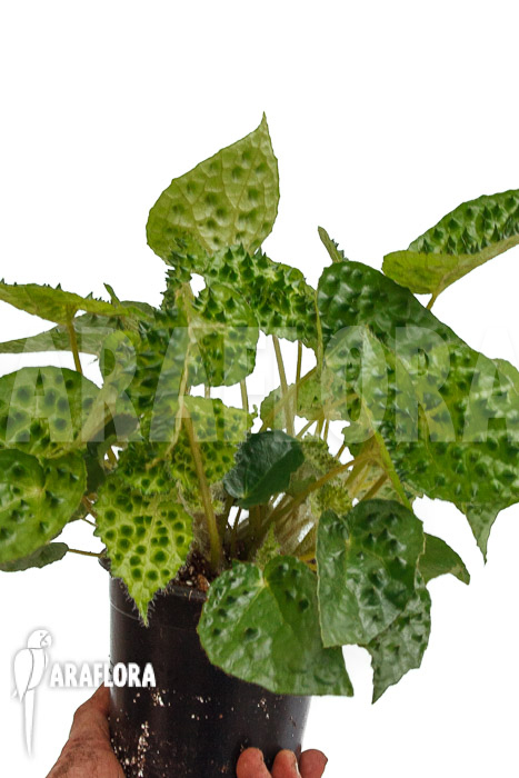 Begonia ferox Green Form  ‘starter’