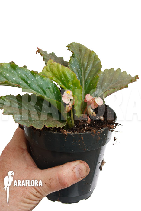 Begonia lanceolata rhizocarpa