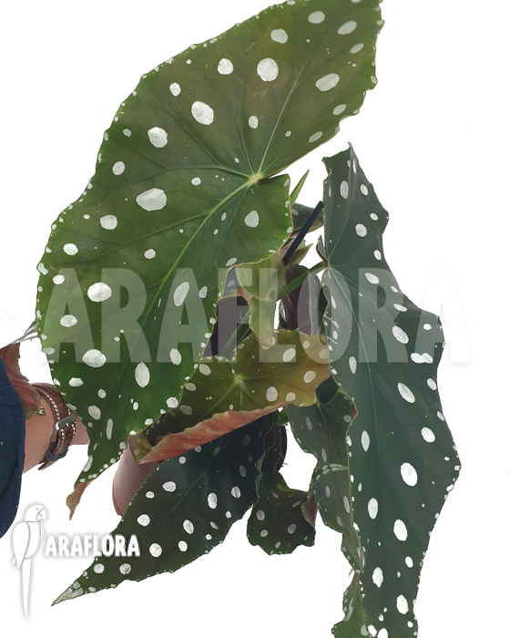 Begonia maculata ‘Mega Dot’