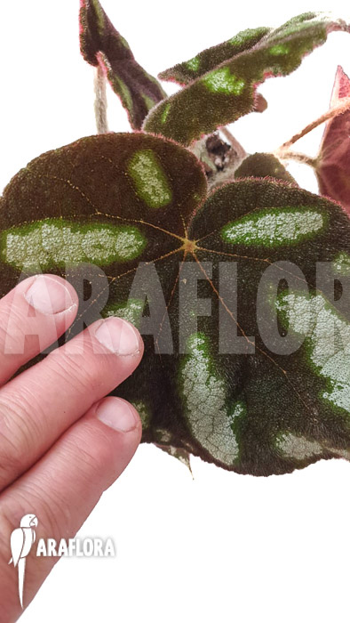 Begonia species Ngoc lac