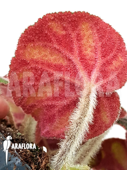 Begonia species Ngoc lac