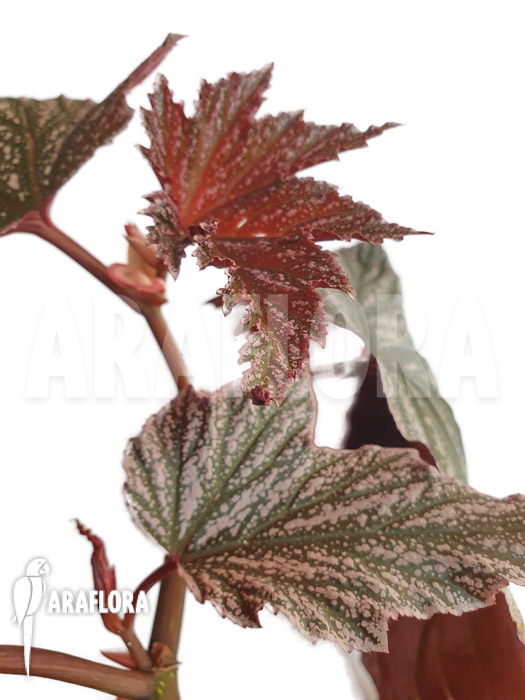 Begonia x ‘Pink minx’