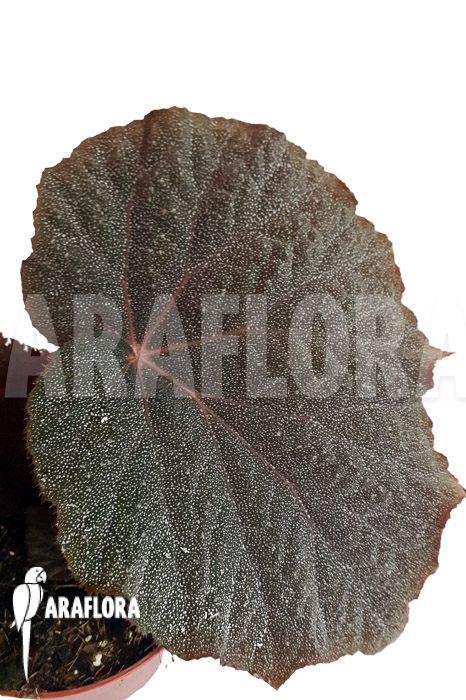 Begonia x ‘Taconite’