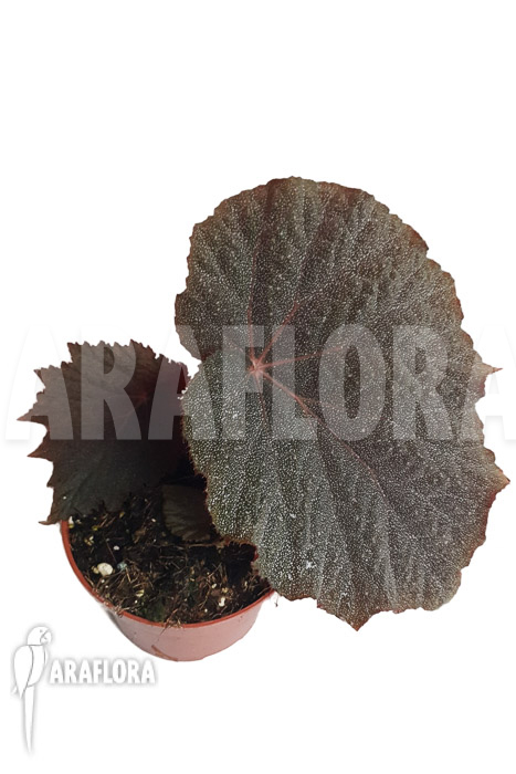 Begonia x ‘Taconite’