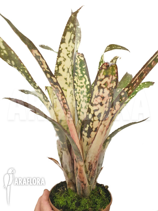 Billbergia clone AB06