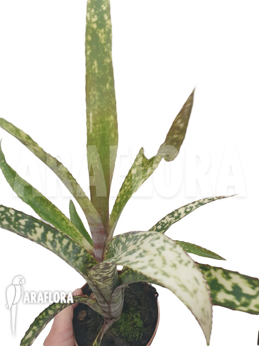 Billbergia clone AB08