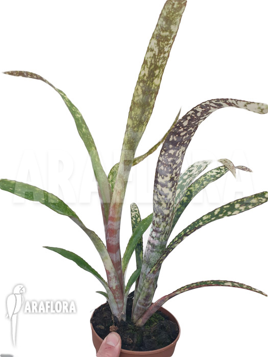 Billbergia clone AB08