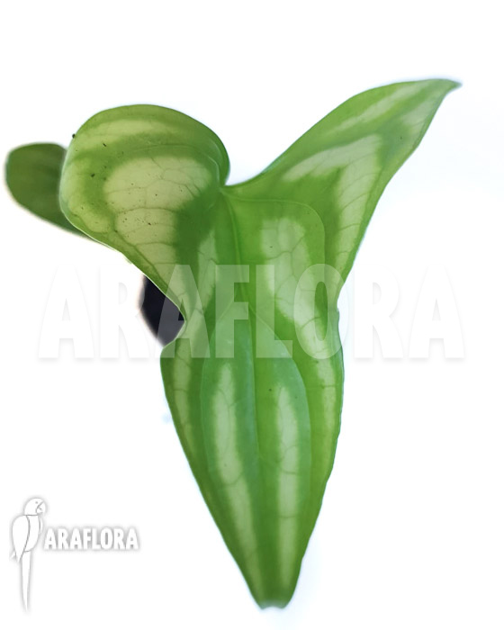 Cercistis mirabilis ‘Starter’