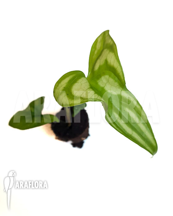 Cercistis mirabilis ‘Starter’