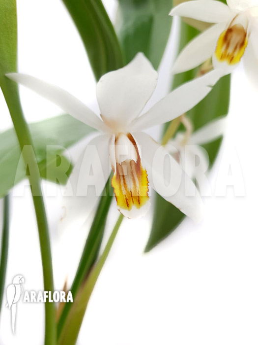 Coelogyne huttneriana