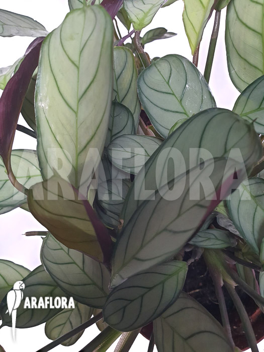 Ctenanthe burle-marxii &lsquo;Amagris&rsquo;