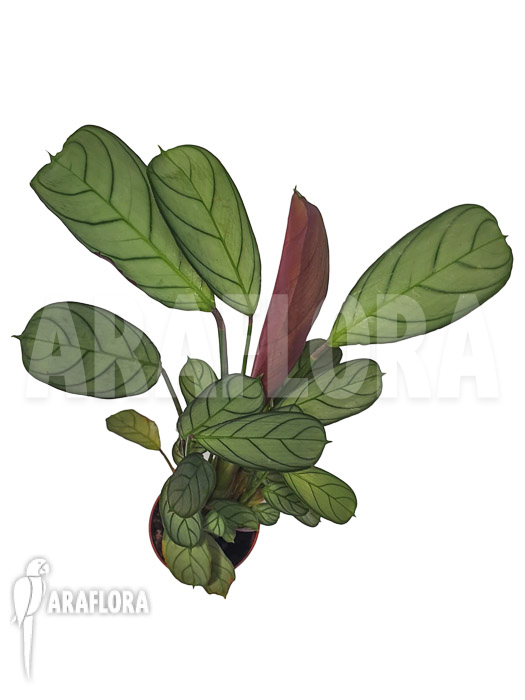 Ctenanthe burle-marxii &lsquo;Amagris&rsquo;