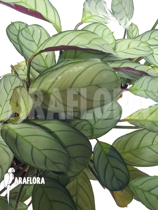 Ctenanthe burle-marxii &lsquo;Amagris&rsquo;