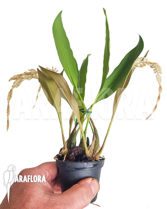 Dendrochilum convallariiforme