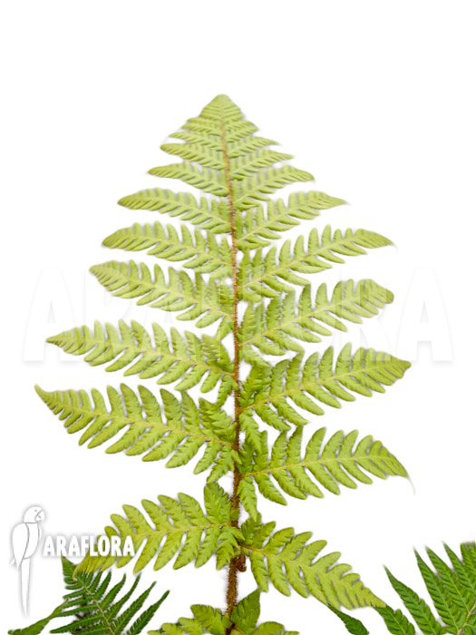 Dicksonia fibrosa ‘Starter’