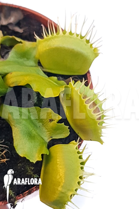 Dionaea muscipula ‘One and only 01’